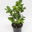 Camelia sinensis Tea about 30 cm-thumbnail