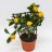 Citrofortunella microcarpa 'Oriana' about 35 cm-thumbnail