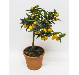 Kumquat (Fortunella margarita) about 55 cm-thumbnail