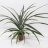 Ananas comosus about 70 cm-thumbnail