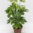Schefflera arboricola about 50 cm-thumbnail