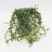 Senecio herreanus about 25 cm-thumbnail