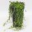 Senecio herreanus about 35 cm-thumbnail