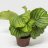 Calathea orbifolia about 25 cm-thumbnail