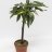 The Angel wing (Begonia Corallina) with body, about 45 cm-thumbnail