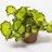King begonia (Begonia rex) about 15 cm-thumbnail