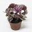 King begonia (Begonia rex) about 15 cm-thumbnail