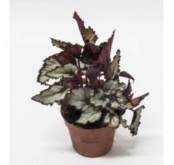 King begonia (Begonia rex) about 15 cm-thumbnail