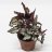 King begonia (Begonia rex) about 15 cm-thumbnail