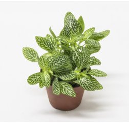 Mosaic plant (Fittonia verschaffeltii) about 15 cm-thumbnail