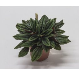 Peperomia caperata Rosso about 13 cm-thumbnail