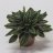 Uurremuori (Peperomia caperata Rosso) n. 13 cm-thumbnail