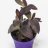 Tradescantia pallida about 15 cm-thumbnail
