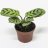 Ctenanthe burle-marxii about 10 cm-thumbnail