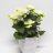 Begonia ruukussa n. 30 cm-thumbnail