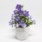 Campanulaceae plant in pot (30 cm)-thumbnail