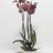 Phalaensopsis orchid with 3 stems-thumbnail