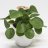 Pilea peperomioides (15 cm)-thumbnail