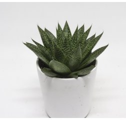 Gasteria (15 cm)-thumbnail