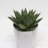 Gasteria (15 cm)-thumbnail
