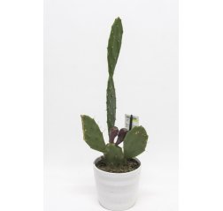 Opuntia Vulgaris ( 55 cm)-thumbnail