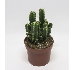 Cereus peruvianus cactus (20 cm)-thumbnail