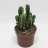 Cereus peruvianus cactus (20 cm)-thumbnail