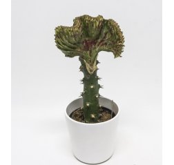 Kalliotyräkki (Euphorbia lactea) n. 30 cm-thumbnail