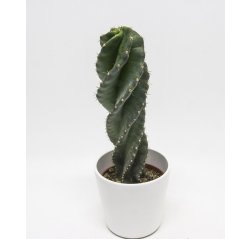 Cereus spiralis cactus (35 cm)-thumbnail