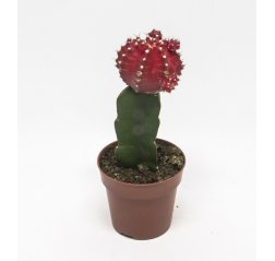 Gymnocalycium cactus (25 cm)-thumbnail