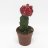 Gymnocalycium cactus (25 cm)-thumbnail