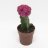 Gymnocalycium cactus (25 cm)-thumbnail