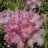 Mikkeli Alppiruusu (Rhododendron 'Mikkeli') 4 L-thumbnail