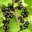 Mortti Mustaherukka FinE (Ribes nigrum 'Mortti') 2 L-thumbnail