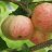 Moskovan päärynä (Malus domestica) 7.5 L-thumbnail