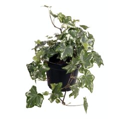 Ivy plant-thumbnail