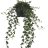 Ivy plant Hedera helix p 17-thumbnail