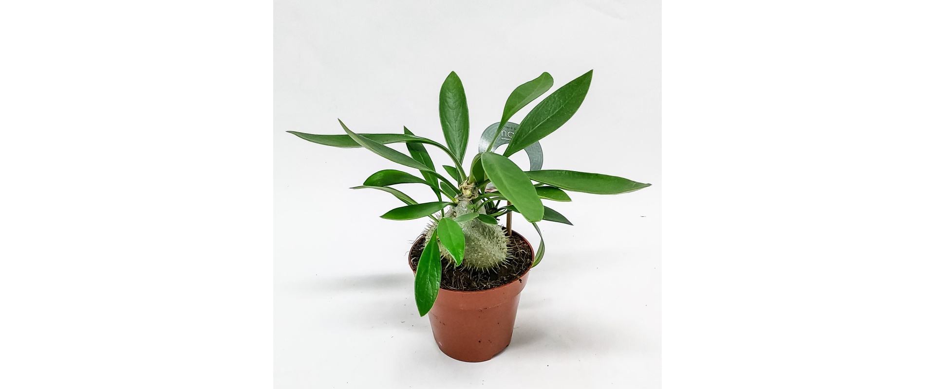 T_PRODUCT_IMAGE
