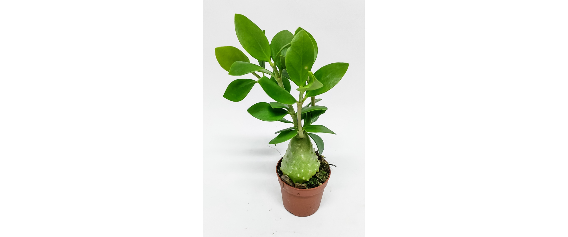 T_PRODUCT_IMAGE