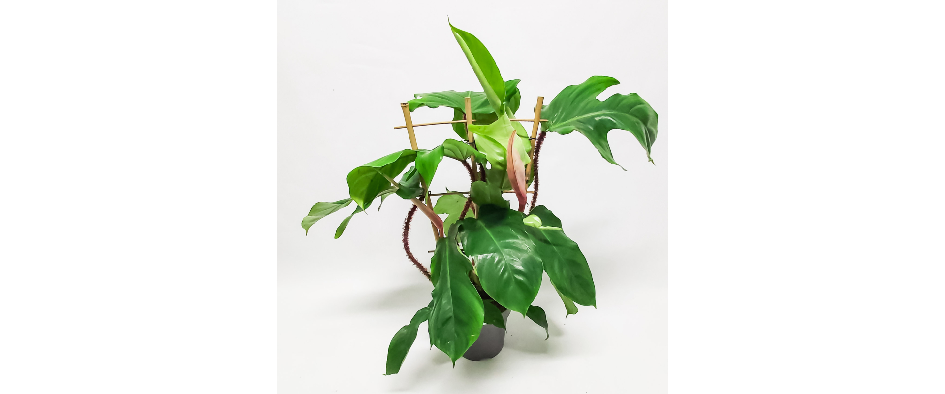 T_PRODUCT_IMAGE