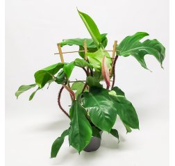 Nukkaköynnösvehka (Philodendron squamiferum) p 17-thumbnail