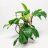Nukkaköynnösvehka (Philodendron squamiferum) p 17-thumbnail
