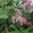 Syringa reflexa-thumbnail