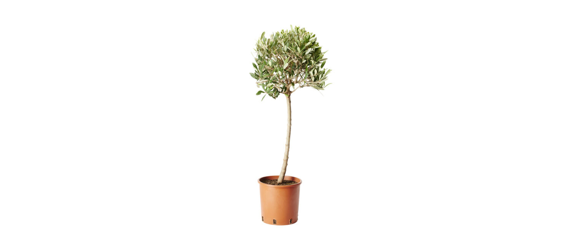T_PRODUCT_IMAGE