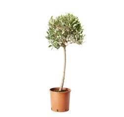 Oliivipuu (Olea europaea) n. 125 cm-thumbnail