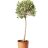 Oliivipuu (Olea europaea) n. 125 cm-thumbnail