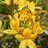 Onnimanni Puistoatsalea FinE (Rhododendron 'Onnimanni') 3 L-thumbnail