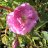 Onni Onnenruusu (Rosa centifolia 'Onni') 3 L-thumbnail