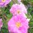 Onni Onnenruusu (Rosa centifolia 'Onni') 3 L-thumbnail