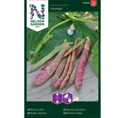 Phaseolus vulgaris 'Flambo'-thumbnail